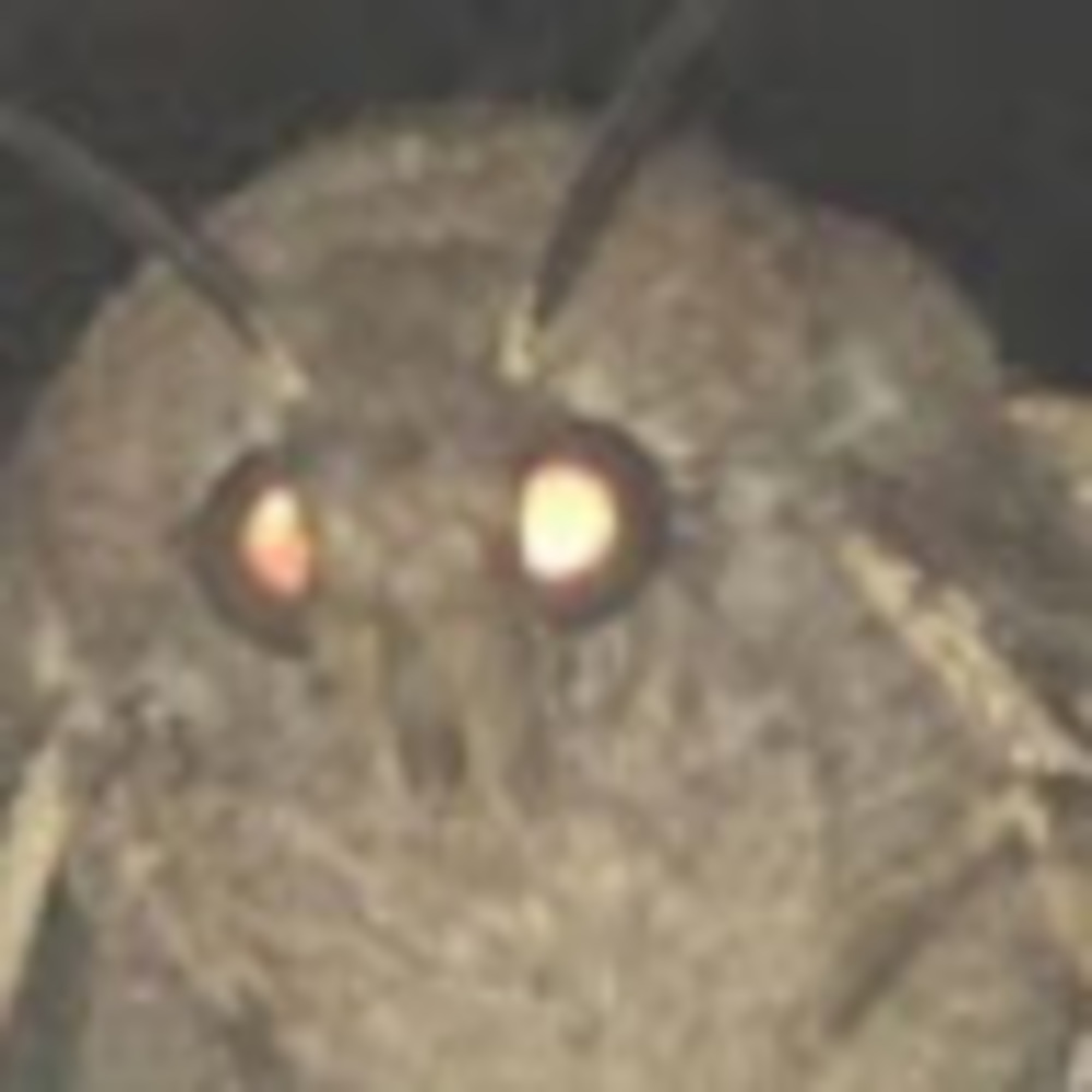Meet your Posher, Šštrãwbrrymíllkdūdš